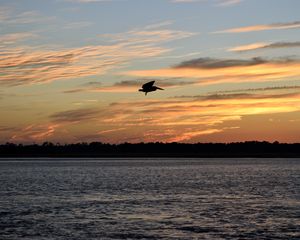 Preview wallpaper pelican, bird, flight, lake, sunset