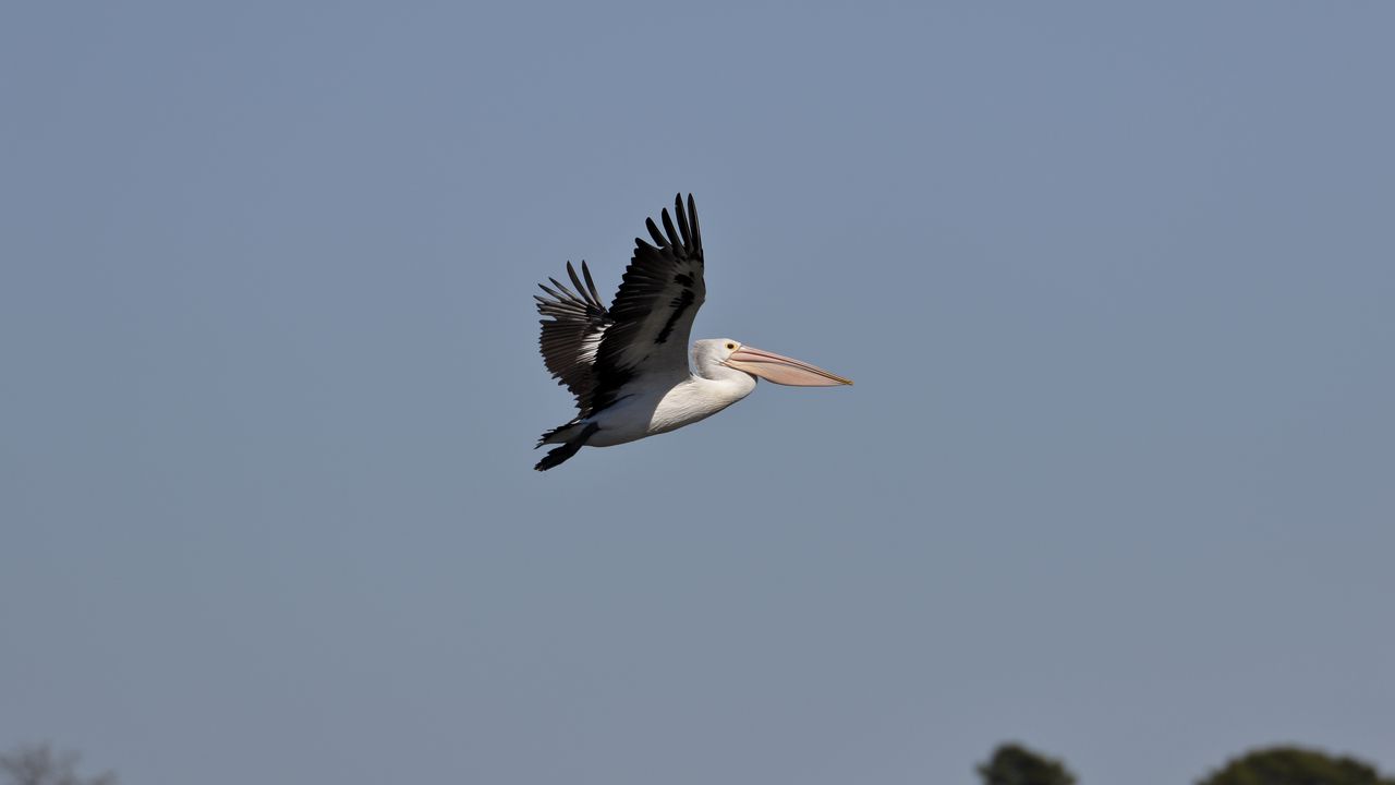 Wallpaper pelican, bird, flight, sky, beak