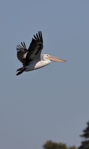 Preview wallpaper pelican, bird, flight, sky, beak