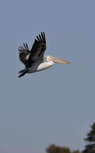 Preview wallpaper pelican, bird, flight, sky, beak