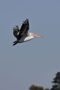 Preview wallpaper pelican, bird, flight, sky, beak