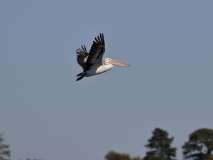 Preview wallpaper pelican, bird, flight, sky, beak