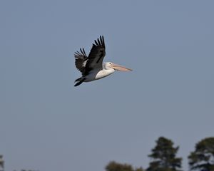 Preview wallpaper pelican, bird, flight, sky, beak