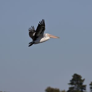 Preview wallpaper pelican, bird, flight, sky, beak