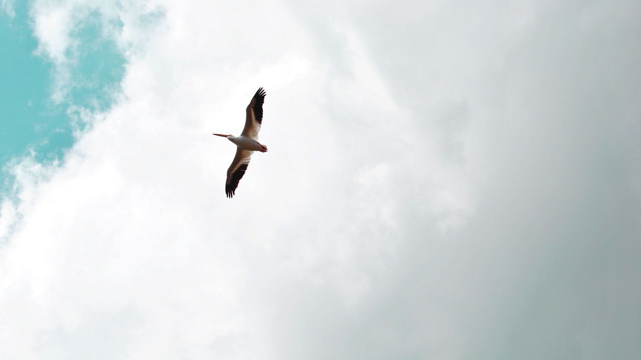 Wallpaper pelican, bird, flight, wings, sky