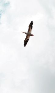 Preview wallpaper pelican, bird, flight, wings, sky