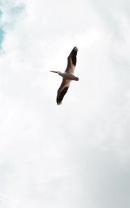 Preview wallpaper pelican, bird, flight, wings, sky