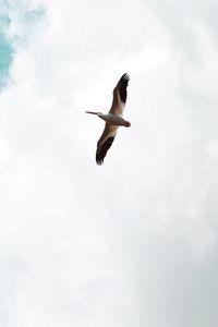 Preview wallpaper pelican, bird, flight, wings, sky