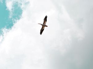 Preview wallpaper pelican, bird, flight, wings, sky