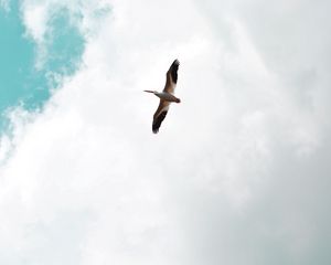 Preview wallpaper pelican, bird, flight, wings, sky