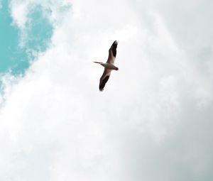 Preview wallpaper pelican, bird, flight, wings, sky