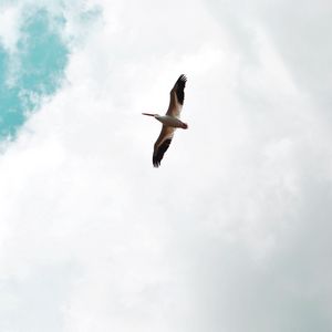 Preview wallpaper pelican, bird, flight, wings, sky