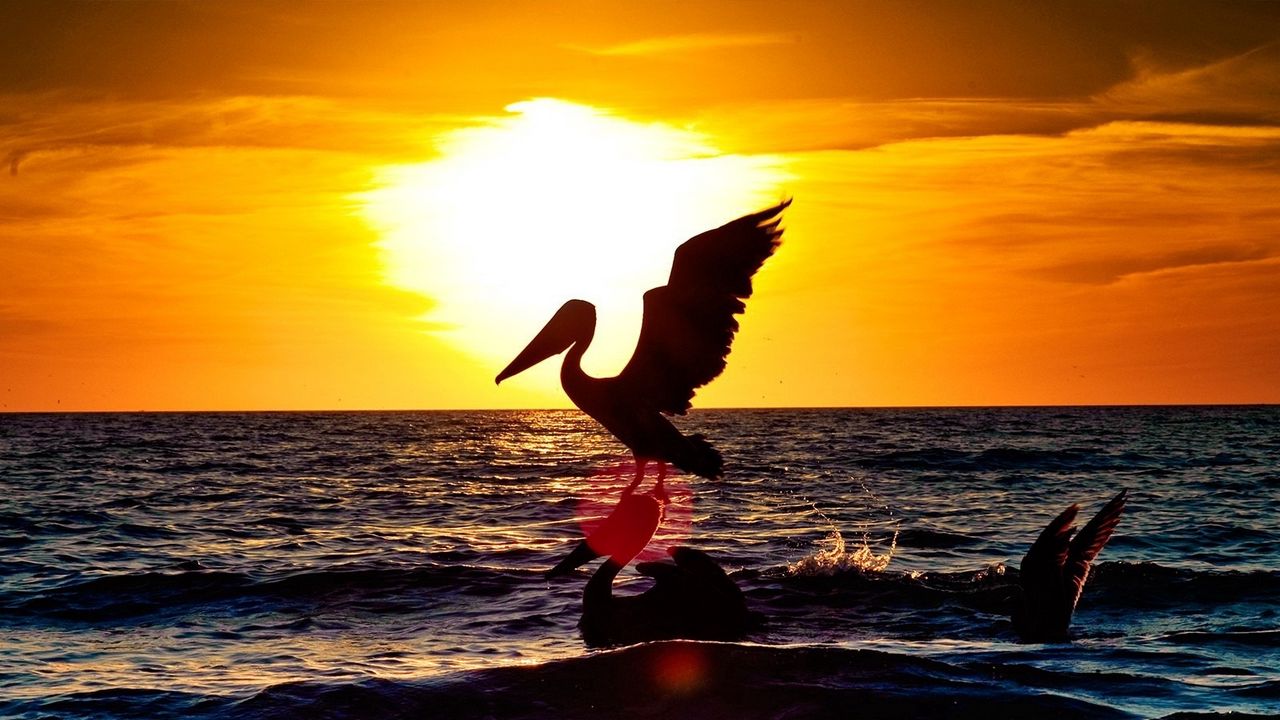 Wallpaper pelican, bird, flying, night, silhouette, sea, sunset