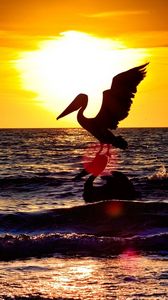 Preview wallpaper pelican, bird, flying, night, silhouette, sea, sunset