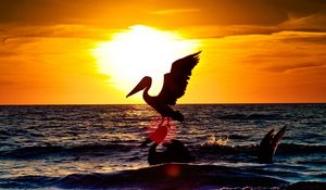 Preview wallpaper pelican, bird, flying, night, silhouette, sea, sunset