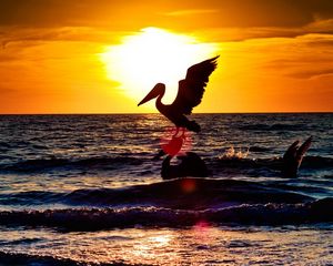 Preview wallpaper pelican, bird, flying, night, silhouette, sea, sunset