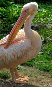 Preview wallpaper pelican, bird, pink, beautiful, grass, feathers