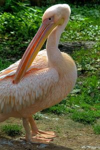 Preview wallpaper pelican, bird, pink, beautiful, grass, feathers