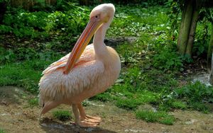 Preview wallpaper pelican, bird, pink, beautiful, grass, feathers