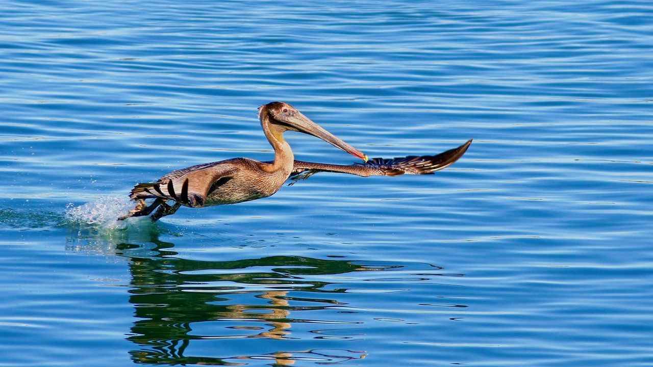 Wallpaper pelican, bird, sea, water, swim, fly