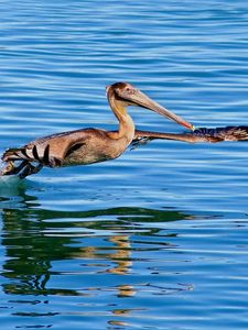 Preview wallpaper pelican, bird, sea, water, swim, fly