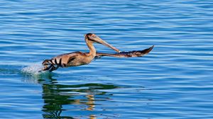 Preview wallpaper pelican, bird, sea, water, swim, fly