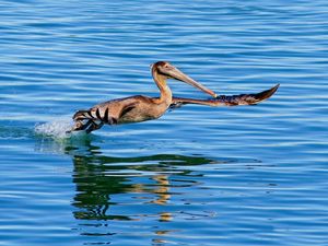 Preview wallpaper pelican, bird, sea, water, swim, fly