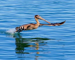 Preview wallpaper pelican, bird, sea, water, swim, fly