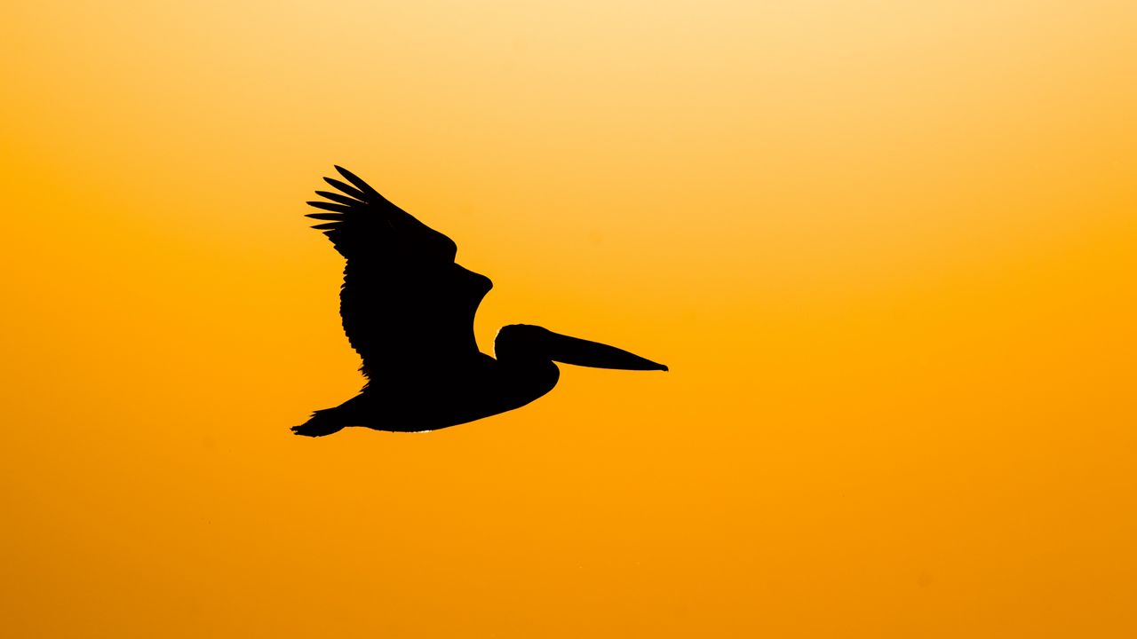 Wallpaper pelican, bird, silhouette, dark, fly