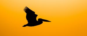 Preview wallpaper pelican, bird, silhouette, dark, fly