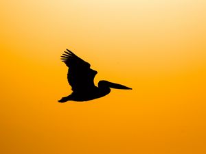 Preview wallpaper pelican, bird, silhouette, dark, fly