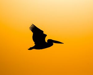 Preview wallpaper pelican, bird, silhouette, dark, fly