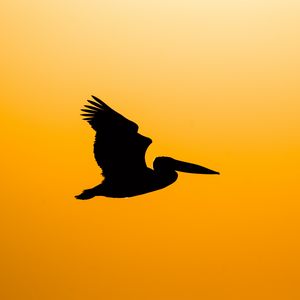 Preview wallpaper pelican, bird, silhouette, dark, fly
