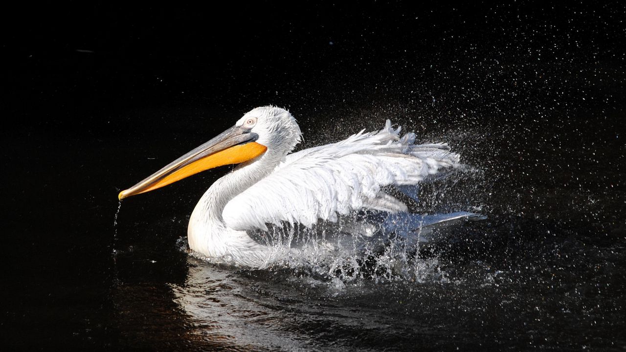 Wallpaper pelican, bird, swim, black background, beak