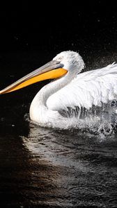 Preview wallpaper pelican, bird, swim, black background, beak