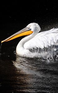 Preview wallpaper pelican, bird, swim, black background, beak