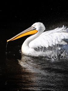 Preview wallpaper pelican, bird, swim, black background, beak