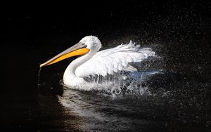 Preview wallpaper pelican, bird, swim, black background, beak