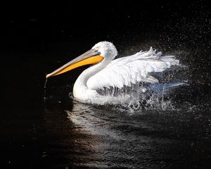 Preview wallpaper pelican, bird, swim, black background, beak