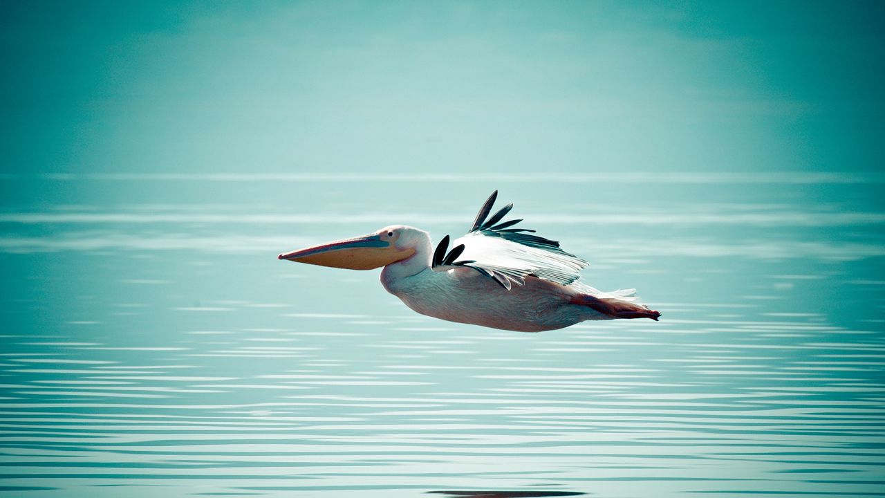 Wallpaper pelican, bird, water, surface, flight