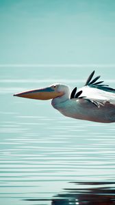 Preview wallpaper pelican, bird, water, surface, flight