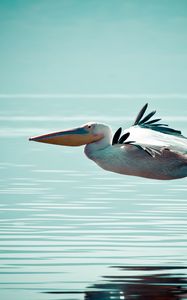 Preview wallpaper pelican, bird, water, surface, flight