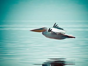 Preview wallpaper pelican, bird, water, surface, flight