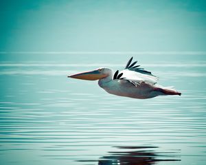 Preview wallpaper pelican, bird, water, surface, flight