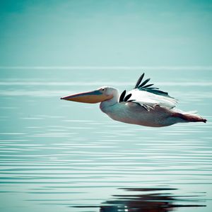 Preview wallpaper pelican, bird, water, surface, flight