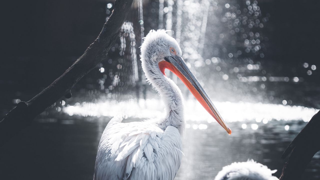 Wallpaper pelican, bird, water, glare