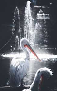 Preview wallpaper pelican, bird, water, glare