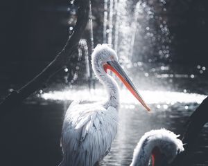 Preview wallpaper pelican, bird, water, glare