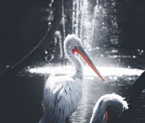 Preview wallpaper pelican, bird, water, glare