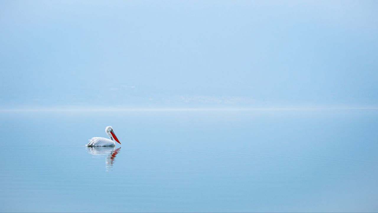 Wallpaper pelican, bird, water, minimalism